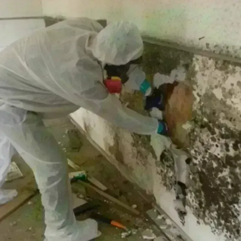 Mold Remediation and Removal in Kleberg County, TX